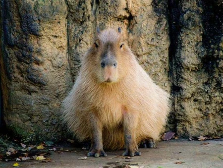 Capivara Quindim, a mascote do Clube Quindim